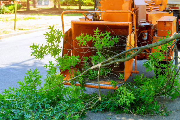 Best Tree Trimming and Pruning  in Atlantic, IA
