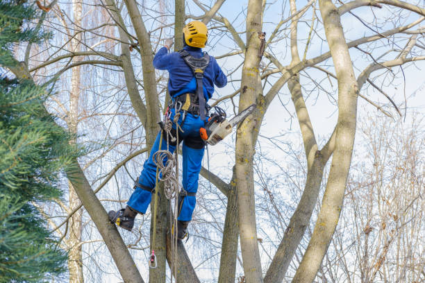 Best Palm Tree Trimming  in Atlantic, IA