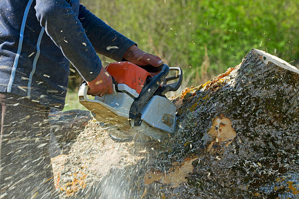 Best Lawn Irrigation Installation and Maintenance  in Atlantic, IA